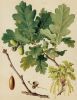 Quercus robur